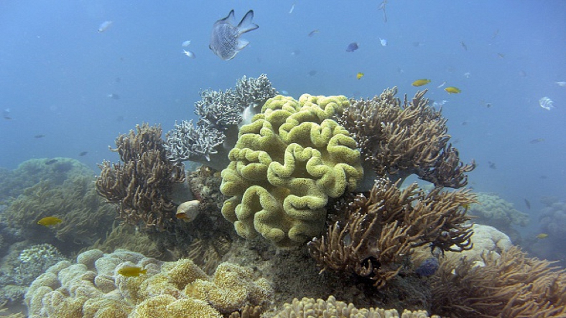 الحاجز المرجاني العظيم باستراليا (Getty)
