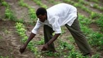 زراعة في السودان (أشرف الشاذلي/ فرانس برس)