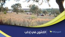 موسم حصاد الكمّون في إدلب 