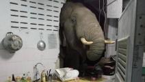 فيل يقتحم مطبخاً في تايلند/يوتيوب