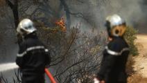 تسببت النيران في إتلاف نحو ألف هكتار من الغابات والمحاصيل الزراعية (ياسين قايدي/الأناضول)