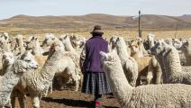حيوانات ألبكة وامرأة تعمل في تربيتها في جبال الأنديز في بيرو (خوان كارلوس سيسنيروس/ فرانس برس)