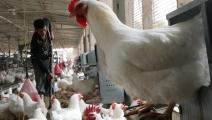 مصر تعاني من أزمة في لحوم الدجاج (getty)