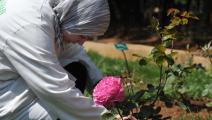 تملأ الورود مجدداً بيوت الجزائر (فايز نور الدين/ فرانس برس)