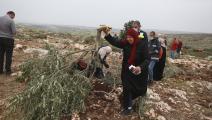 تُعاود زراعة أشجار الزيتون التي اقتلعها مستوطنون (عصام ريماوي/ الأناضول)