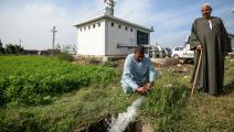 الزراعة في مصر MOHAMED EL-SHAHED/AFP
