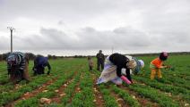 سورية-زراعة سورية-الزراعة السورية-06-12-فرانس برس