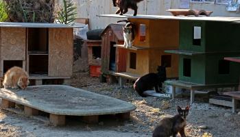 قطط في قبرص (فرانس برس)
