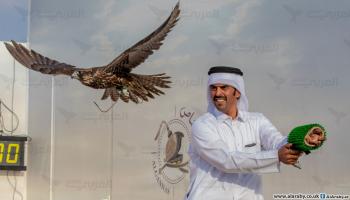 قطر تنجح في تحليل الخرائط الجينية للصقور- العربي الجديد