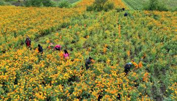 مزارعون منهمكون في قطف الزهور (Photo by JOSE CASTANARES/AFP via Getty Images)