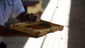 انخفاض إنتاج العسل