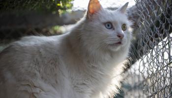 قطة من سلالة "أنغورا" التركية (أيتاك أونال/ الأناضول)