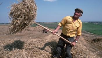 القمح في أوكرانيا/Getty