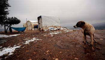 كلب شارد في مخيم للنازحين في سورية (ناصر عقيل/ الأناضول)