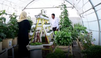"الزراعة بدون تربة".. أول سطح أخضر في صنعاء