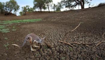 حيوان كنغر وجفاف في أستراليا (ليزا ماري ويليامز/ Getty)