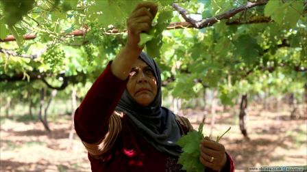 زراعة سورية إدلب عاملة تقطف ورق العنب في مدينة حارم (عدنان الإمام)