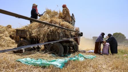 حصاد القمح في محافظة الشرقية في مصر 1 مايو 2024 (Getty)