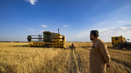 حصاد القمح في سورية / الرقة 22 مايو 2024 (فرانس برس)