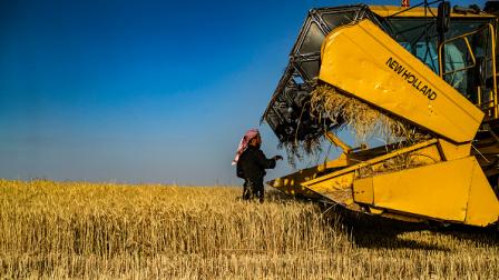 حصاد القمح في شمال شرق سورية - الرقة 22 مايو 2024 (Getty)