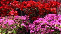 معرض زهور الربيع بحديقة الأورمان